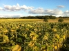 Beautiful shot of fields